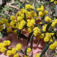 Acacia verniciflua at Chiltern, VIC - 13 Sep 2022