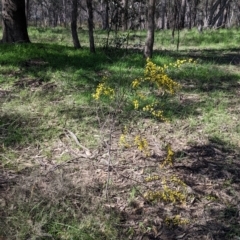 Acacia verniciflua at Chiltern, VIC - 13 Sep 2022