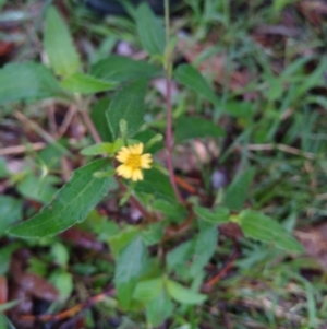 Sigesbeckia orientalis at Stroud, NSW - suppressed