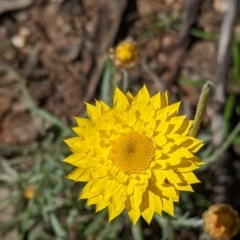 Leucochrysum albicans subsp. albicans (Hoary Sunray) at Chiltern-Mt Pilot National Park - 13 Sep 2022 by Darcy