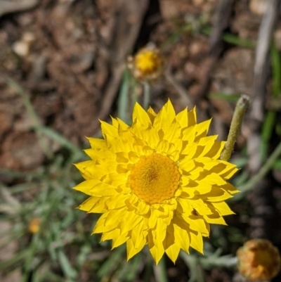 Leucochrysum albicans subsp. albicans (Hoary Sunray) at Chiltern-Mt Pilot National Park - 13 Sep 2022 by Darcy