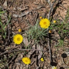 Leucochrysum albicans subsp. albicans at Chiltern, VIC - 13 Sep 2022