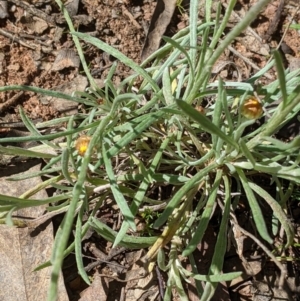 Leucochrysum albicans subsp. albicans at Chiltern, VIC - 13 Sep 2022 10:56 AM