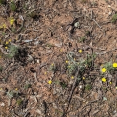 Leucochrysum albicans subsp. albicans at Chiltern, VIC - 13 Sep 2022 10:56 AM