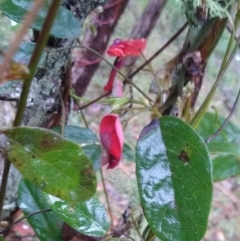 Kennedia rubicunda (Dusky Coral Pea) at Stroud, NSW - 3 Sep 2022 by MaartjeSevenster