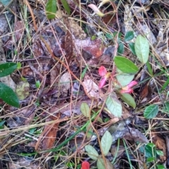 Kennedia rubicunda at Stroud, NSW - 3 Sep 2022 10:47 AM