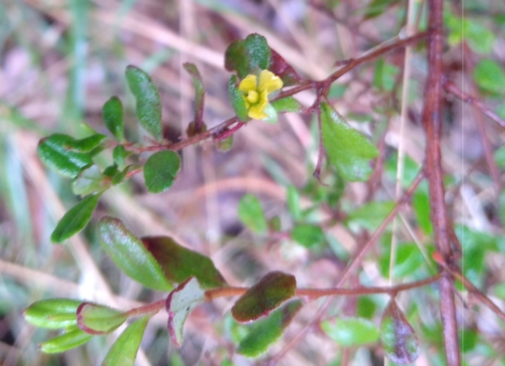 Hibbertia empetrifolia subsp. empetrifolia at Stroud, NSW - 3 Sep 2022