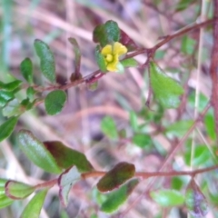 Hibbertia empetrifolia subsp. empetrifolia at Stroud, NSW - 3 Sep 2022 by MaartjeSevenster