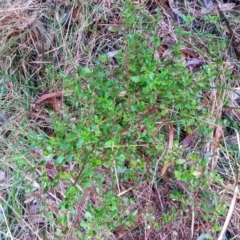 Hibbertia empetrifolia subsp. empetrifolia at Stroud, NSW - 3 Sep 2022 10:38 AM