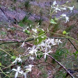 Clematis glycinoides at Stroud, NSW - 3 Sep 2022