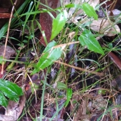 Clematis glycinoides at Stroud, NSW - 3 Sep 2022