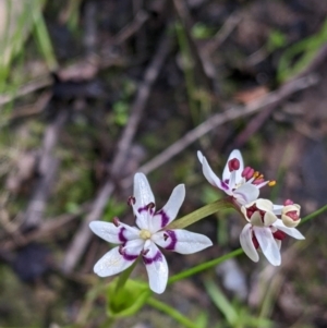 Wurmbea dioica subsp. dioica (Early Nancy) at Barnawartha, VIC by Darcy