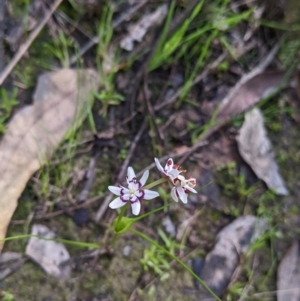 Wurmbea dioica subsp. dioica at Barnawartha, VIC - 13 Sep 2022 11:44 AM