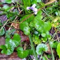 Viola sp. (Violet) at Stroud, NSW - 3 Sep 2022 by MaartjeSevenster