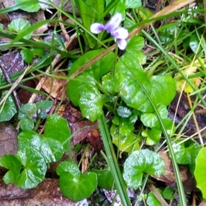 Viola sp. at Stroud, NSW - 3 Sep 2022