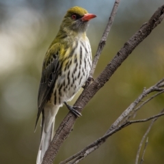 Oriolus sagittatus (Olive-backed Oriole) at Mount Majura - 13 Sep 2022 by Boagshoags