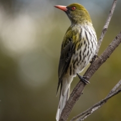 Oriolus sagittatus at Hackett, ACT - 13 Sep 2022