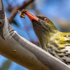 Oriolus sagittatus at Hackett, ACT - 13 Sep 2022 12:58 PM