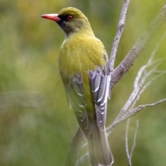 Oriolus sagittatus at Hackett, ACT - 13 Sep 2022