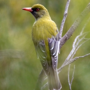 Oriolus sagittatus at Hackett, ACT - 13 Sep 2022 12:58 PM