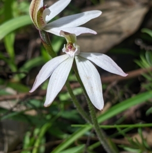 Caladenia fuscata at Chiltern, VIC - suppressed
