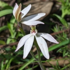 Caladenia fuscata at Chiltern, VIC - suppressed