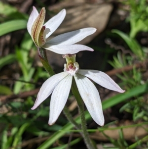 Caladenia fuscata at Chiltern, VIC - suppressed