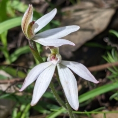 Caladenia fuscata at Chiltern, VIC - 13 Sep 2022