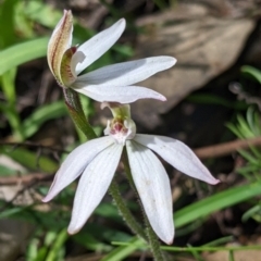 Caladenia fuscata at Chiltern, VIC - suppressed
