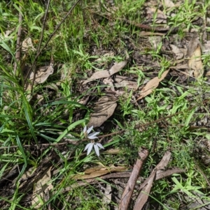 Caladenia fuscata at Chiltern, VIC - 13 Sep 2022