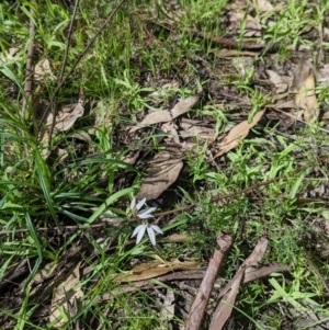 Caladenia fuscata at Chiltern, VIC - suppressed