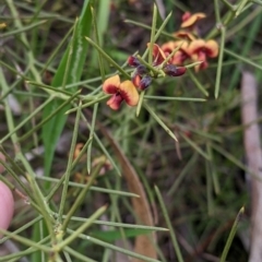 Daviesia genistifolia (Broom Bitter Pea) at Chiltern-Mt Pilot National Park - 13 Sep 2022 by Darcy