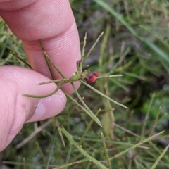 Daviesia genistifolia at Barnawartha, VIC - 13 Sep 2022