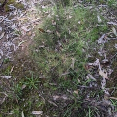 Daviesia genistifolia at Barnawartha, VIC - 13 Sep 2022