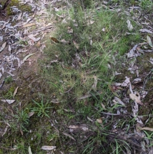 Daviesia genistifolia at Barnawartha, VIC - 13 Sep 2022