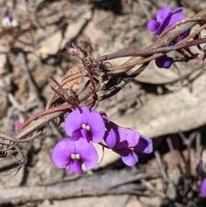 Hardenbergia violacea at Chiltern, VIC - 13 Sep 2022