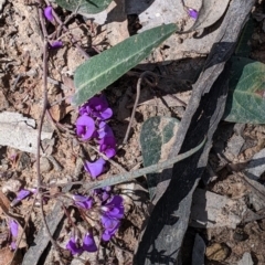 Hardenbergia violacea at Chiltern, VIC - 13 Sep 2022 12:18 PM