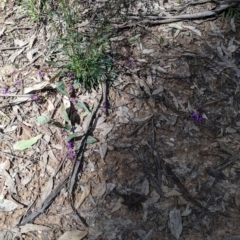 Hardenbergia violacea at Chiltern, VIC - 13 Sep 2022 12:18 PM