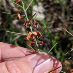 Daviesia genistifolia (Broom Bitter Pea) at Barnawartha, VIC - 13 Sep 2022 by Darcy