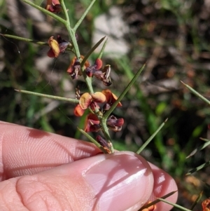 Daviesia genistifolia at Barnawartha, VIC - 13 Sep 2022 01:37 PM