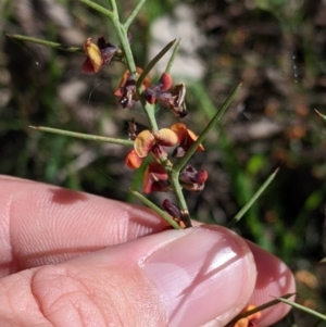 Daviesia genistifolia at Barnawartha, VIC - 13 Sep 2022