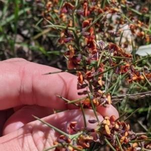 Daviesia genistifolia at Barnawartha, VIC - 13 Sep 2022 01:37 PM