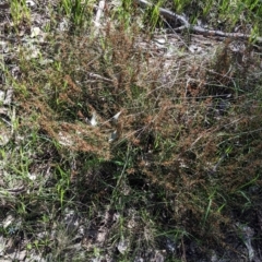 Daviesia genistifolia at Barnawartha, VIC - 13 Sep 2022 01:37 PM