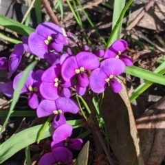 Hardenbergia violacea (False Sarsaparilla) at Barnawartha, VIC - 13 Sep 2022 by Darcy