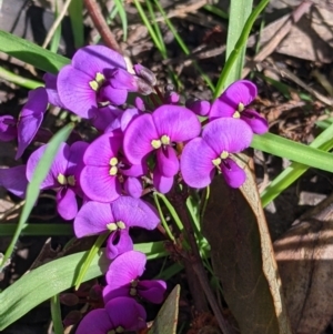 Hardenbergia violacea at Barnawartha, VIC - 13 Sep 2022