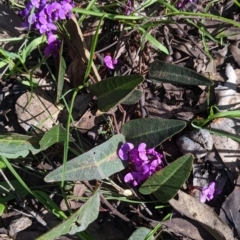 Hardenbergia violacea at Barnawartha, VIC - 13 Sep 2022