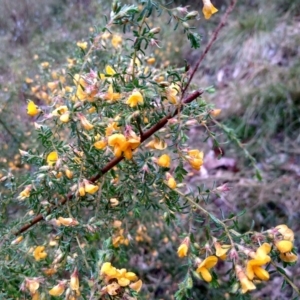 Aotus ericoides at Stroud, NSW - suppressed