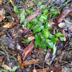 Chiloglottis sp. at Stroud, NSW - suppressed