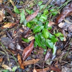 Unidentified Orchid (TBC) at Stroud, NSW - 3 Sep 2022 by MaartjeSevenster