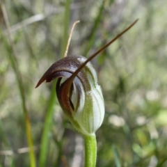 Pterostylis pedunculata (Maroonhood) at Block 402 - 13 Sep 2022 by RobG1